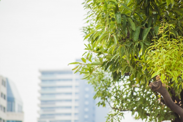 理事が出席できないとき、家族が代理で理事会に出席できる?